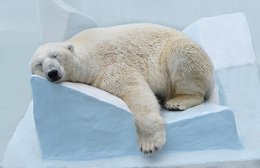 schlafender Bär